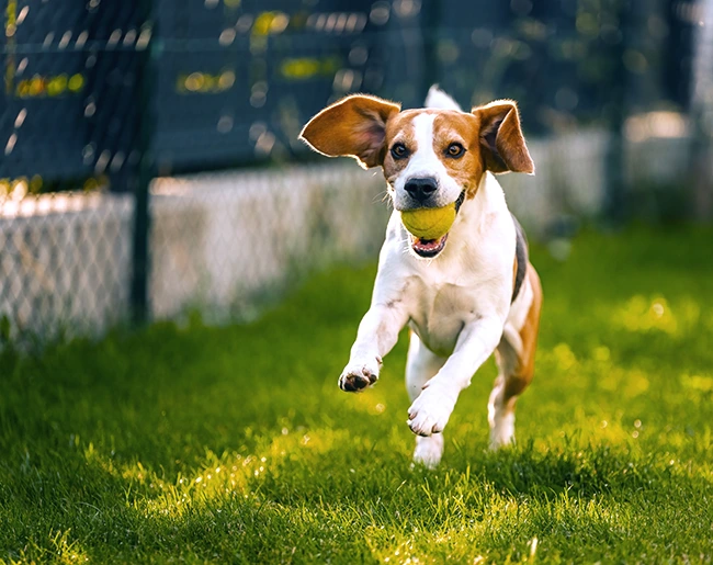 Un chien court dans un jardin avec une balle de tennis en gueule